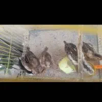 جوجه چهل تاج