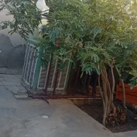 خانه فروشی ولیعصر12