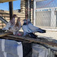 کبوتر کفتر جوجه طلا ۴تا