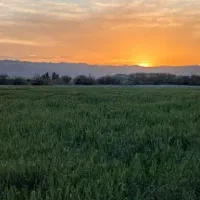 کشتگر برای زمین