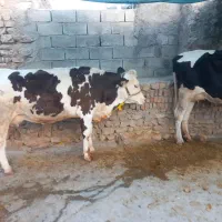 کاوهلشتاین وسیمنتال