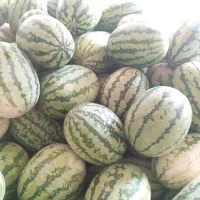 هندوانه فروشی کلی و جزئی