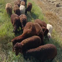 گوسفند
