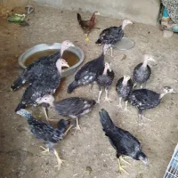 بوقلمون