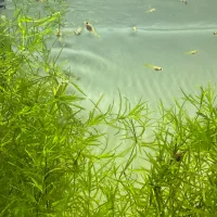 لجن خوار|ماهی|یزد, |دیوار