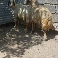 دو عدد گوسفند سنجابی