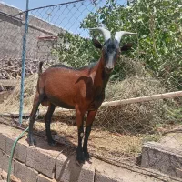 نری آلپاین