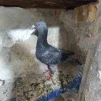 کفتر موشی سبز