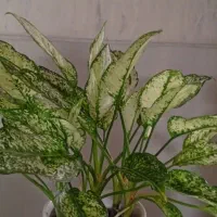 گل اگلنمابرفی