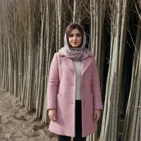 فروش نهال صنوبر صنعتی سریع‌الرشد مناسب تولید چوب