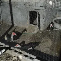 سیکا یا همون اردک روسی