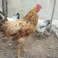 خروس سرحال