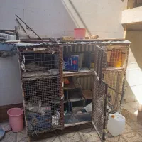 قفس کبوتر