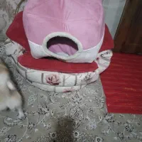 لانه پت