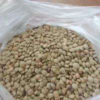 عدس