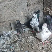 کفتر|پرنده|حاجی آباد, |دیوار