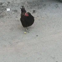 مرغ تخم گذار