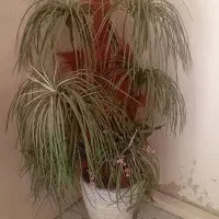 درختچه مصنوعی