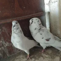 کفتر|پرنده|تهران, مطهری|دیوار