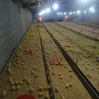 مرغداری 10 هزاری اتوماتیک