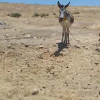 الاغ ماده