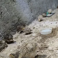 پرنده بلدرچین ۲۵روزه