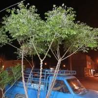 نیسان