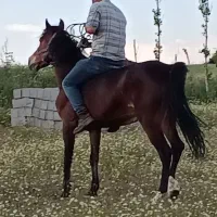 اسب مادیان کرد