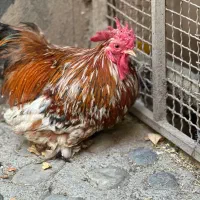 خروس کوشین