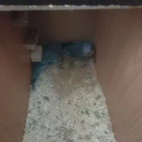 کاکادو راهب ملنگو