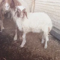 گوسفند بابره ماده ۴ماهه علفخوار هردو شرطی