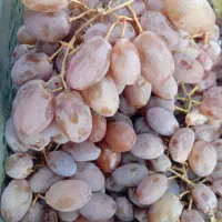 انگور شیرین