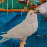مرغ عشق ماده تخم گذار