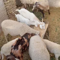 بز و میش زاییده