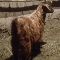 یک راس بزغاله چاق هشت میلیون پانصد