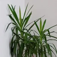 گل سالم