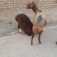 بره ماده چاق .گوسفند افشاری.میش
