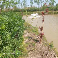 ماهی فروش گپور .فتوایی .بیگت .آمور فروش.