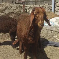 بره نر وماده جمع کردنی سالم سرحال