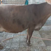 گاو