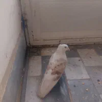 نر پلنگ خال سرخ