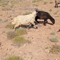 فروش و معاوضه دو عدد شیشک قوچ چهار شاخ نژاد دار