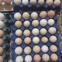 تخم نطفه دار گلپایگان