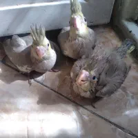 عروس هلندی