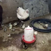 مرغ با جوجه