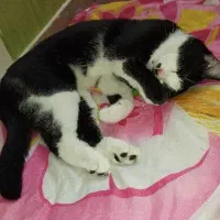 ۲ گربه ماده باهم واگذار می‌شود با همه وسایل