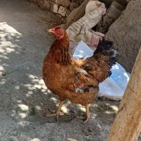 مرغ تخم گذار