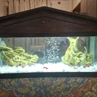 آکواریوم با ماهی