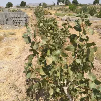 باغ-پسته