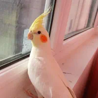 عروس هلندی گمشده